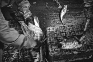 06. Судно "капитан Лапкин" возвращается в бухту "Крабовая" (остров Шикотан), 2015