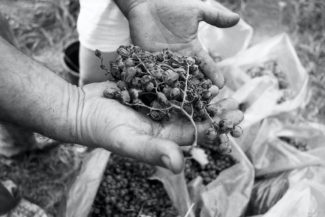 31. Сбор винограда. Кварели, Грузия. Август, 2014