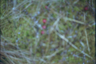 52. Архангельская область, 2009 - 2010 гг.