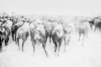 13. Nizhnekolymsky District, the Sakha (Yakutia) Republic, Russia, 2013