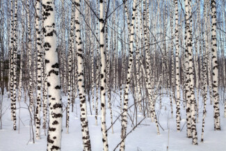 37. Из серии "Провинция", 2010-2020 гг.