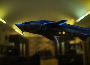 71. Санкт-Петербург, 2021 г.