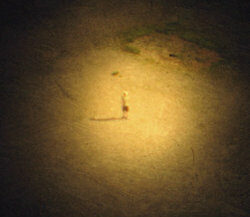 10. Из серии "Walk Alone on Your Own", 2010