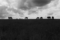 05. Из серии "Фазы сна". 2015