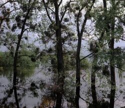 40. A field in the Kiev region that was flooded after the dam was destroyed. It was shelled by the Ukrainian military in March 2022 to prevent Russian troops from crossing from Gostomel to Moshun. Ukraine, 2022.